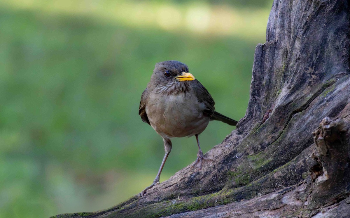Creamy-bellied Thrush - ML645159966