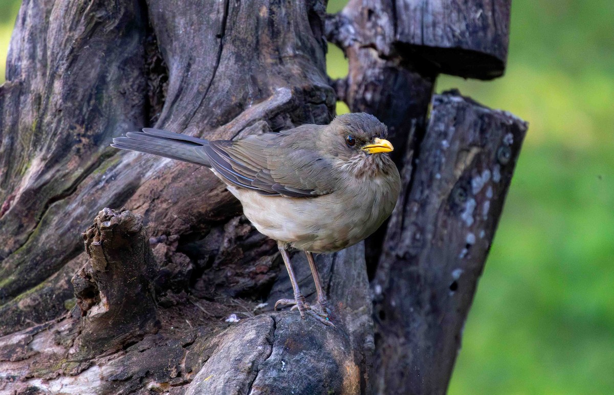 Creamy-bellied Thrush - ML645159967