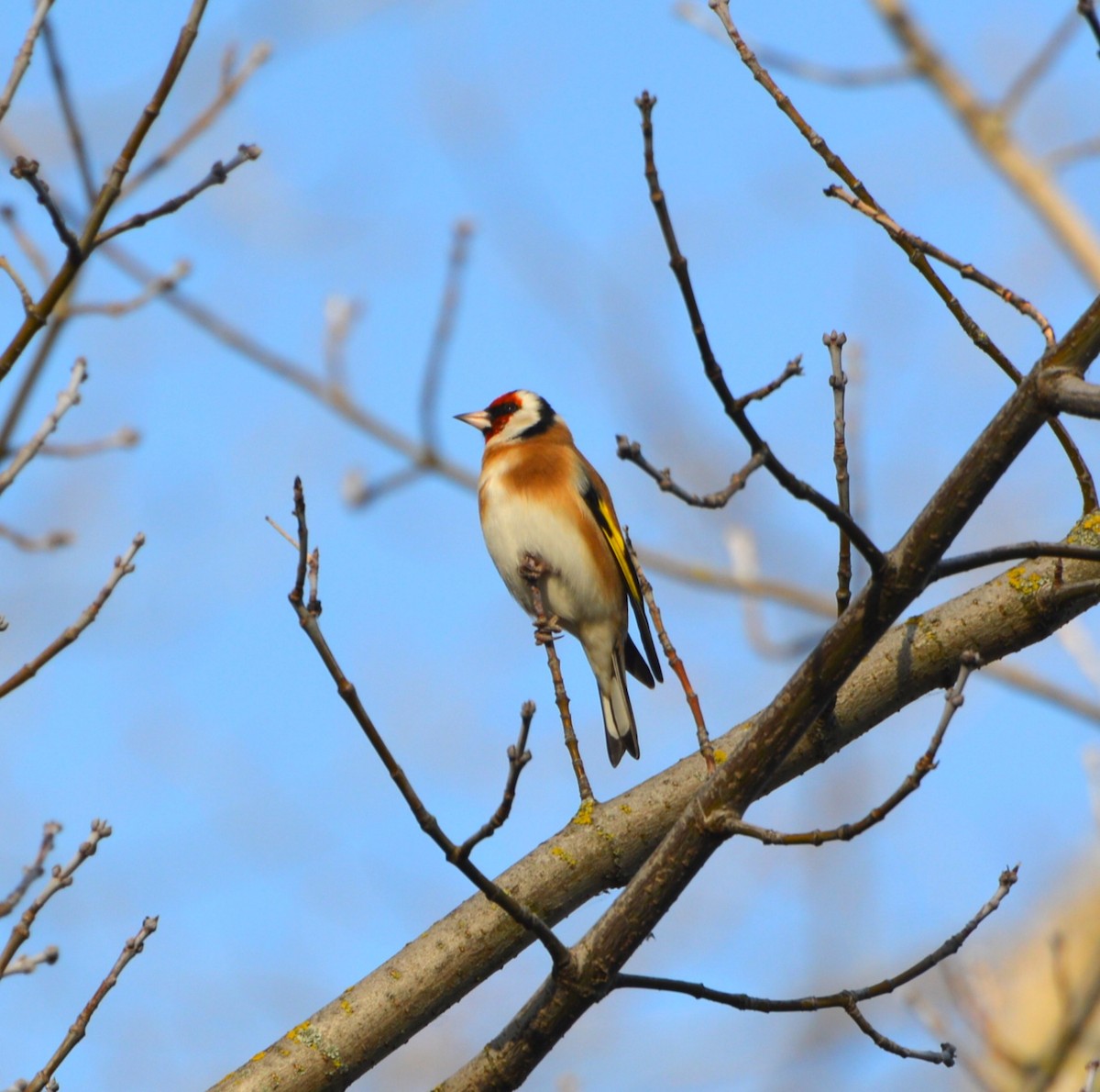 European Goldfinch - ML645159969