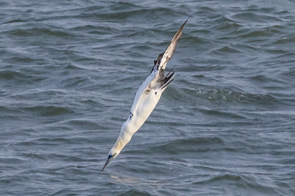 Northern Gannet - ML645159970