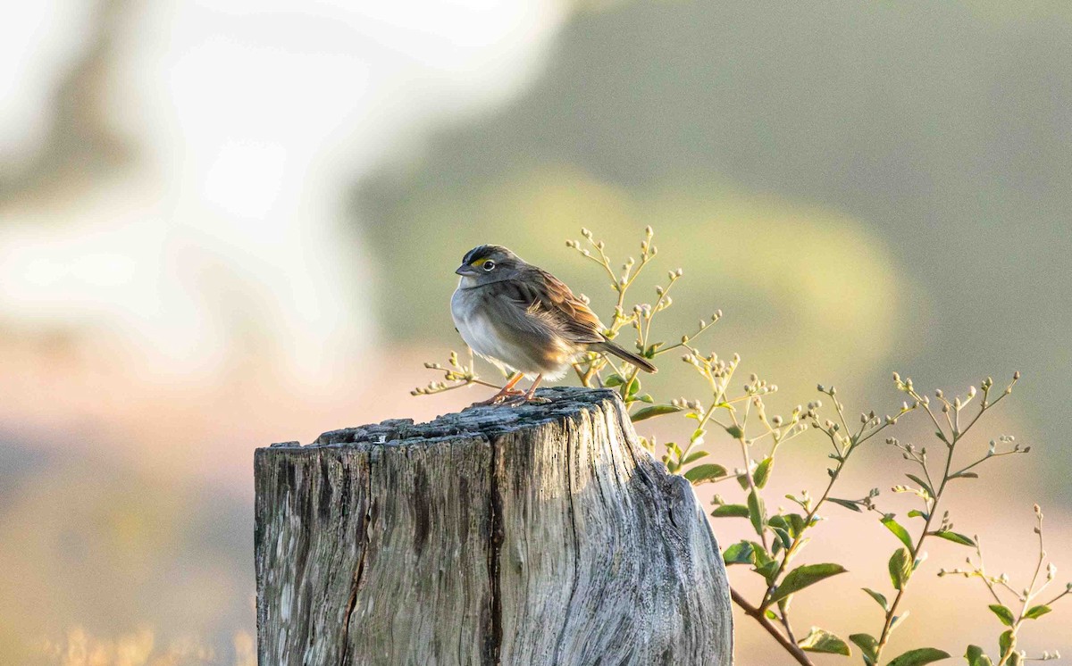 Grassland Sparrow - ML645159971
