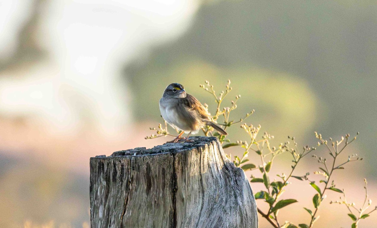 Grassland Sparrow - ML645159972