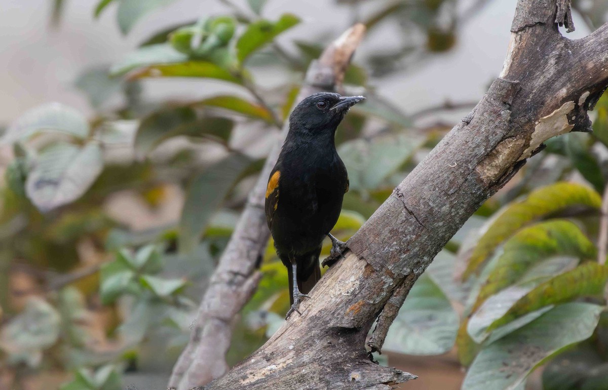 Variable Oriole - ML645159976