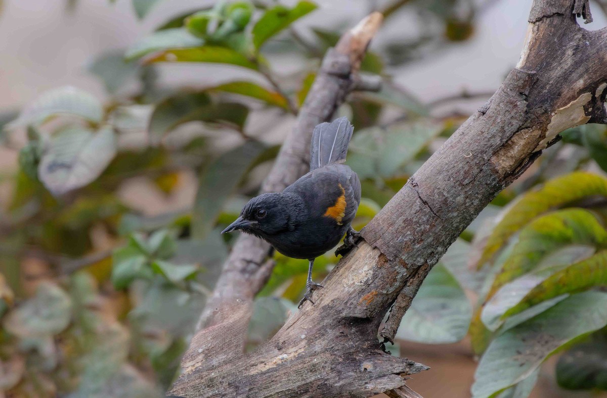 Variable Oriole - ML645159977