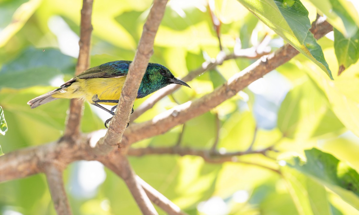 Collared Sunbird - ML645159978