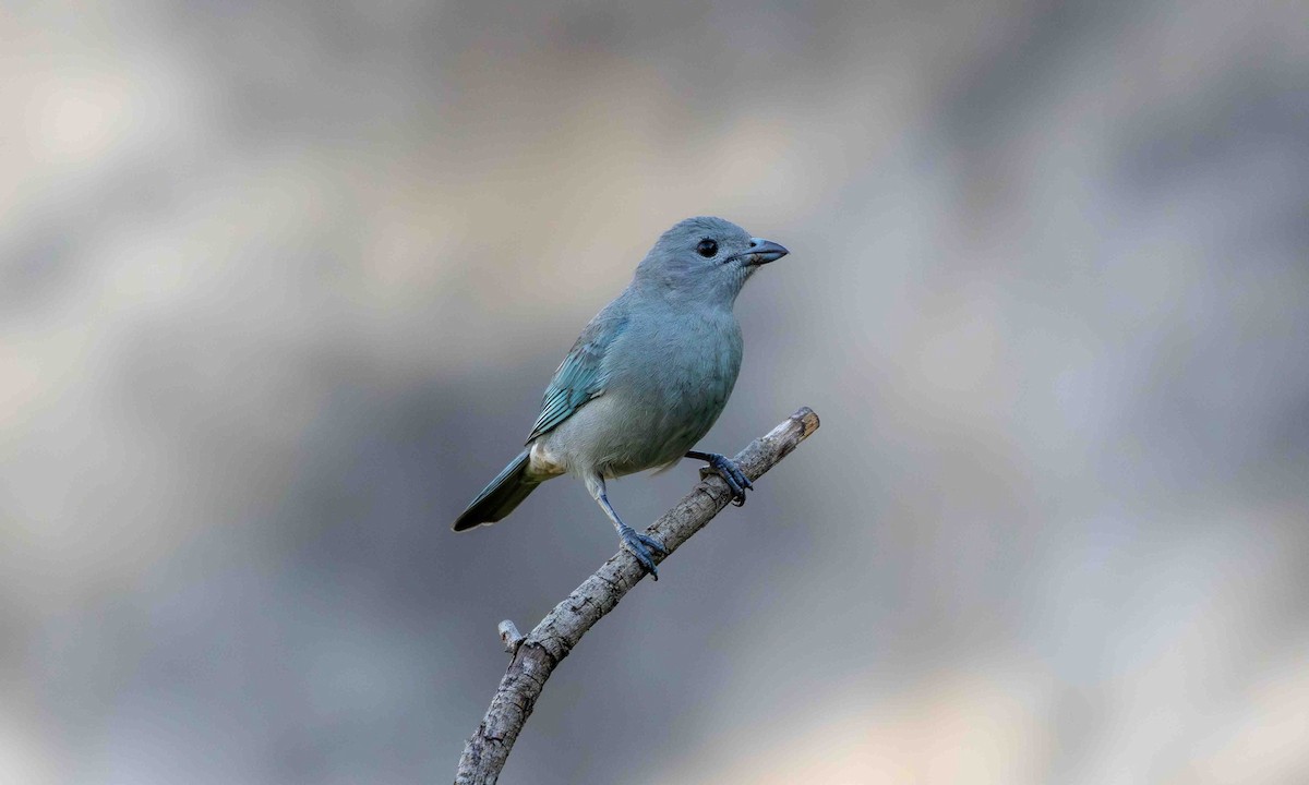 Sayaca Tanager - ML645159979