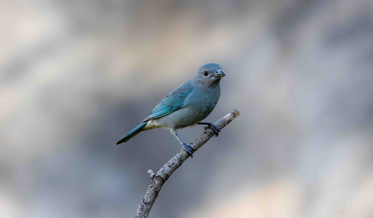 Sayaca Tanager - ML645159980