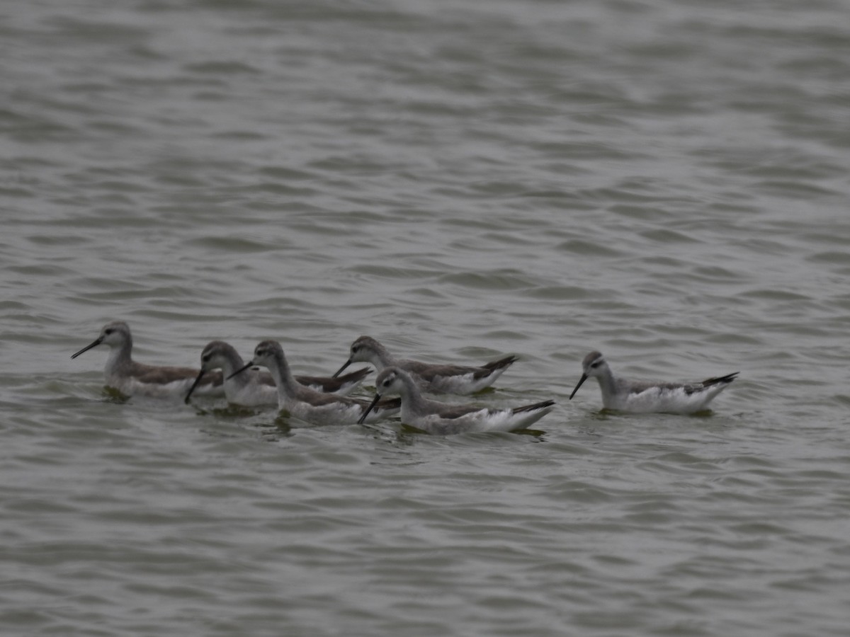 Wilson's Phalarope - ML645159982
