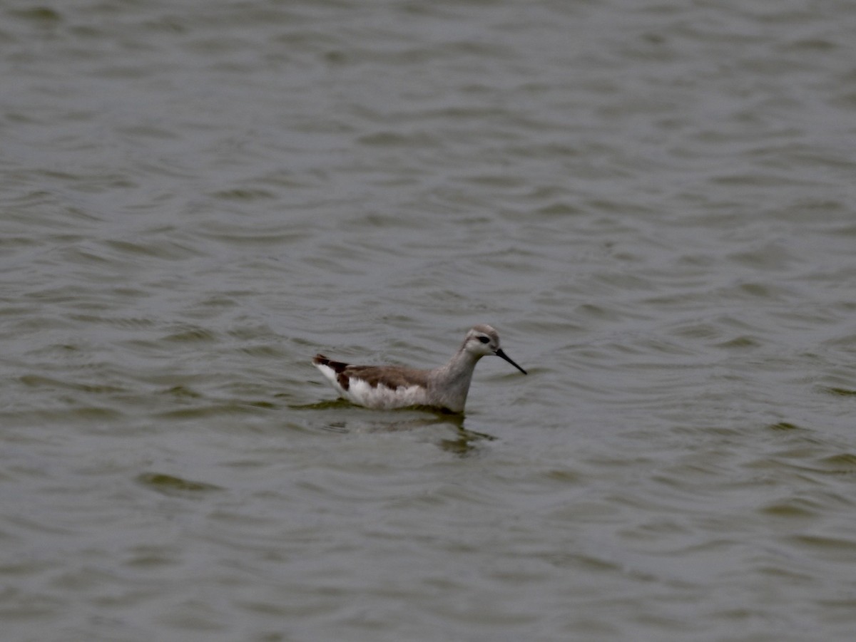 Wilson's Phalarope - ML645159983