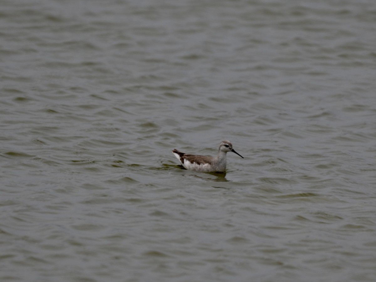 Wilson's Phalarope - ML645159984
