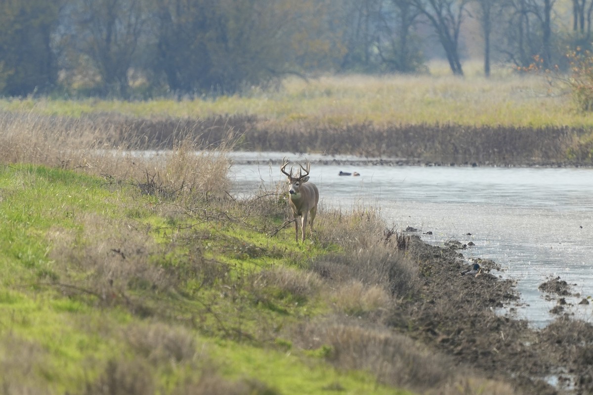 White-tailed Deer - ML645159986