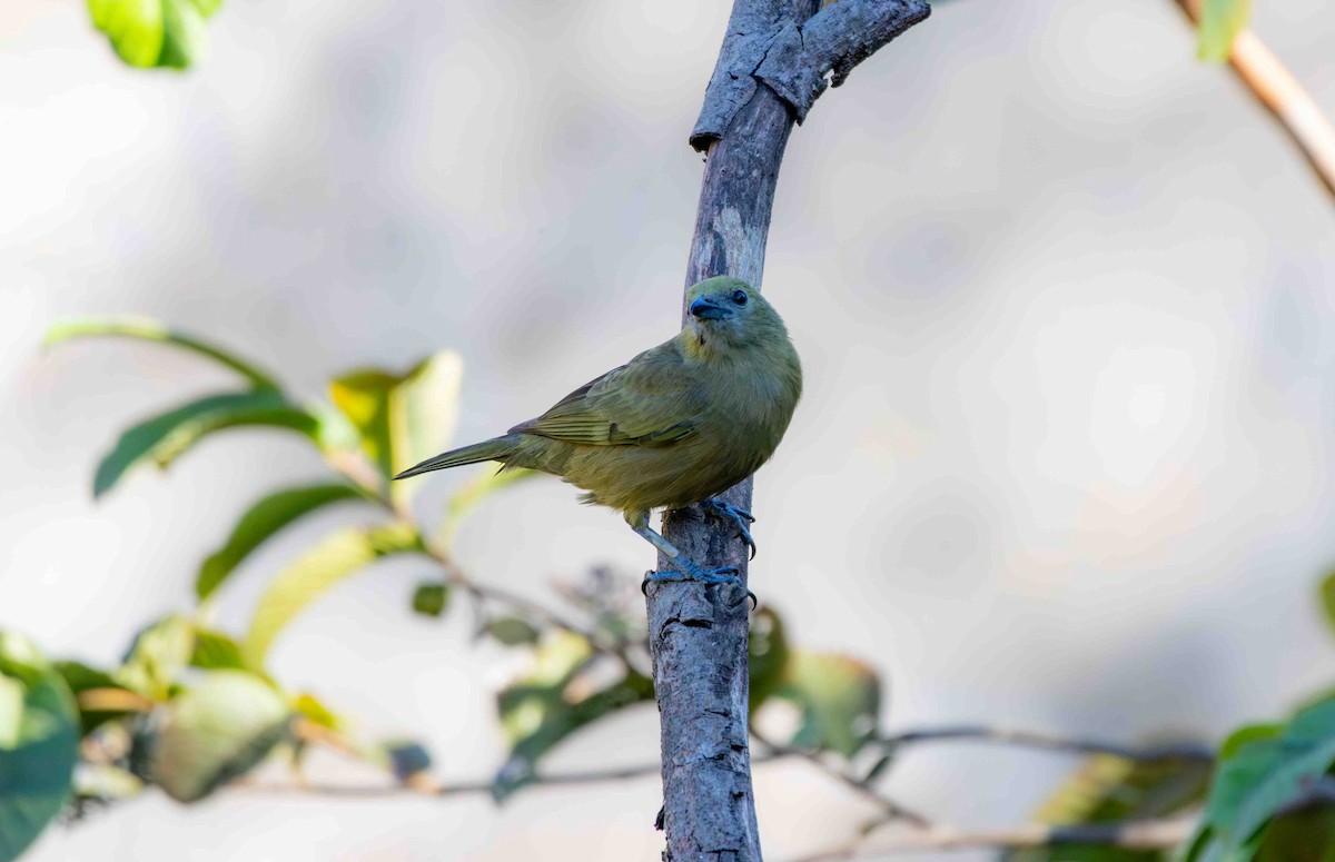 Palm Tanager - ML645159987