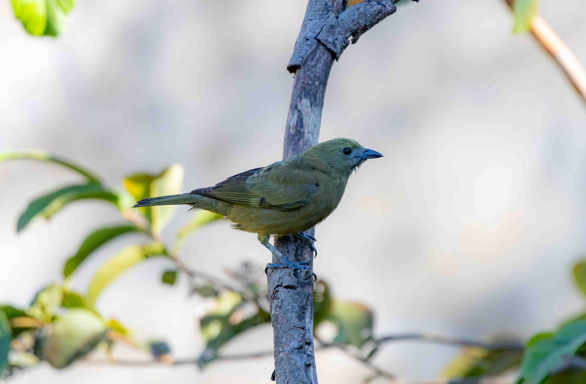 Palm Tanager - ML645159988