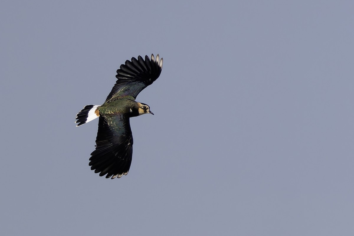Northern Lapwing - ML645159994