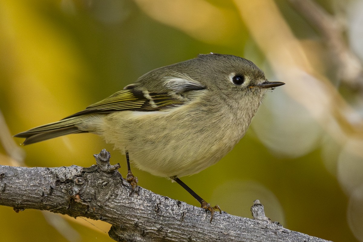 Ruby-crowned Kinglet - ML645159995