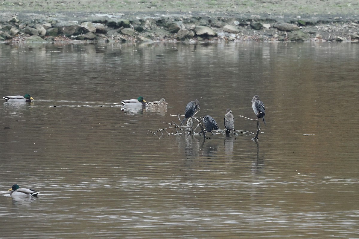 Pygmy Cormorant - ML645159996