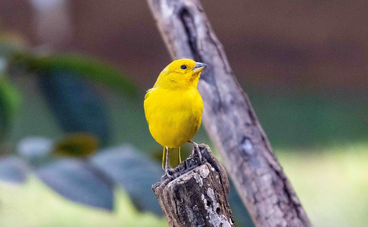 Saffron Finch - ML645159998
