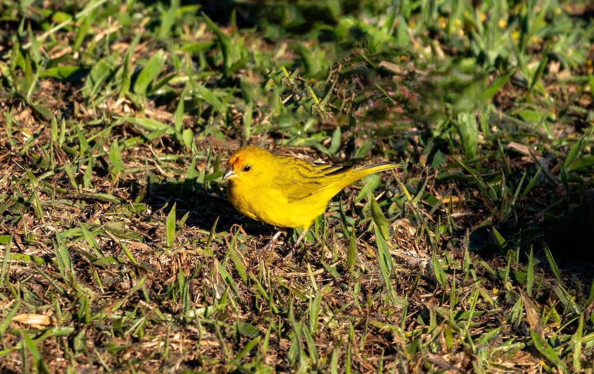 Saffron Finch - ML645159999