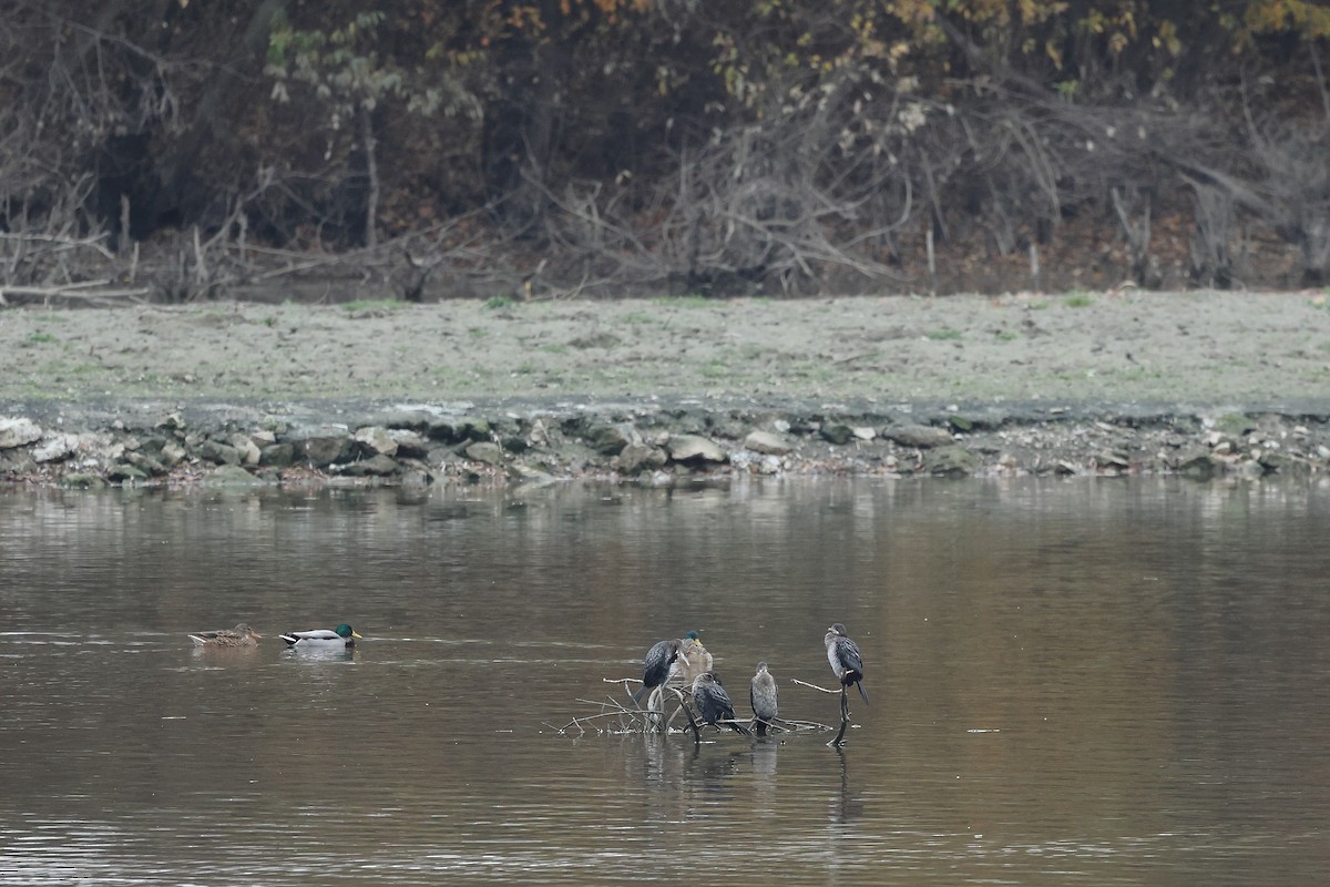 Pygmy Cormorant - ML645160000
