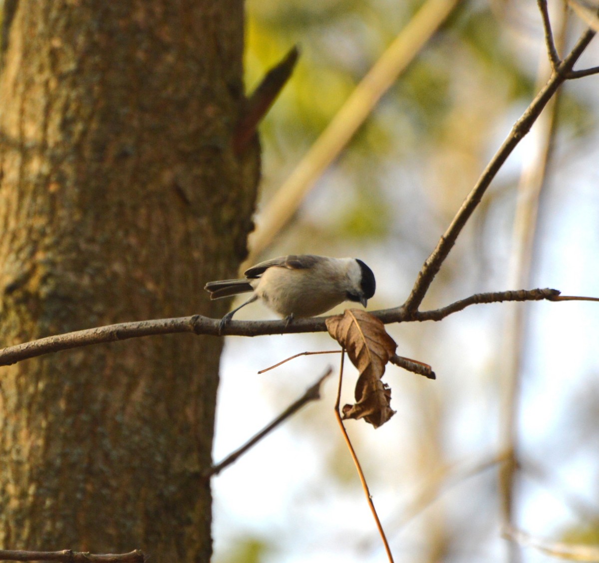 Marsh Tit - ML645160001