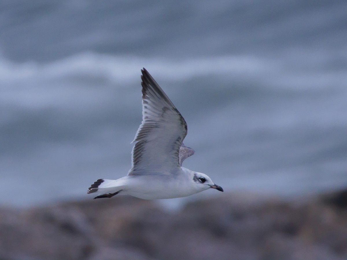 Mediterranean Gull - ML645160002