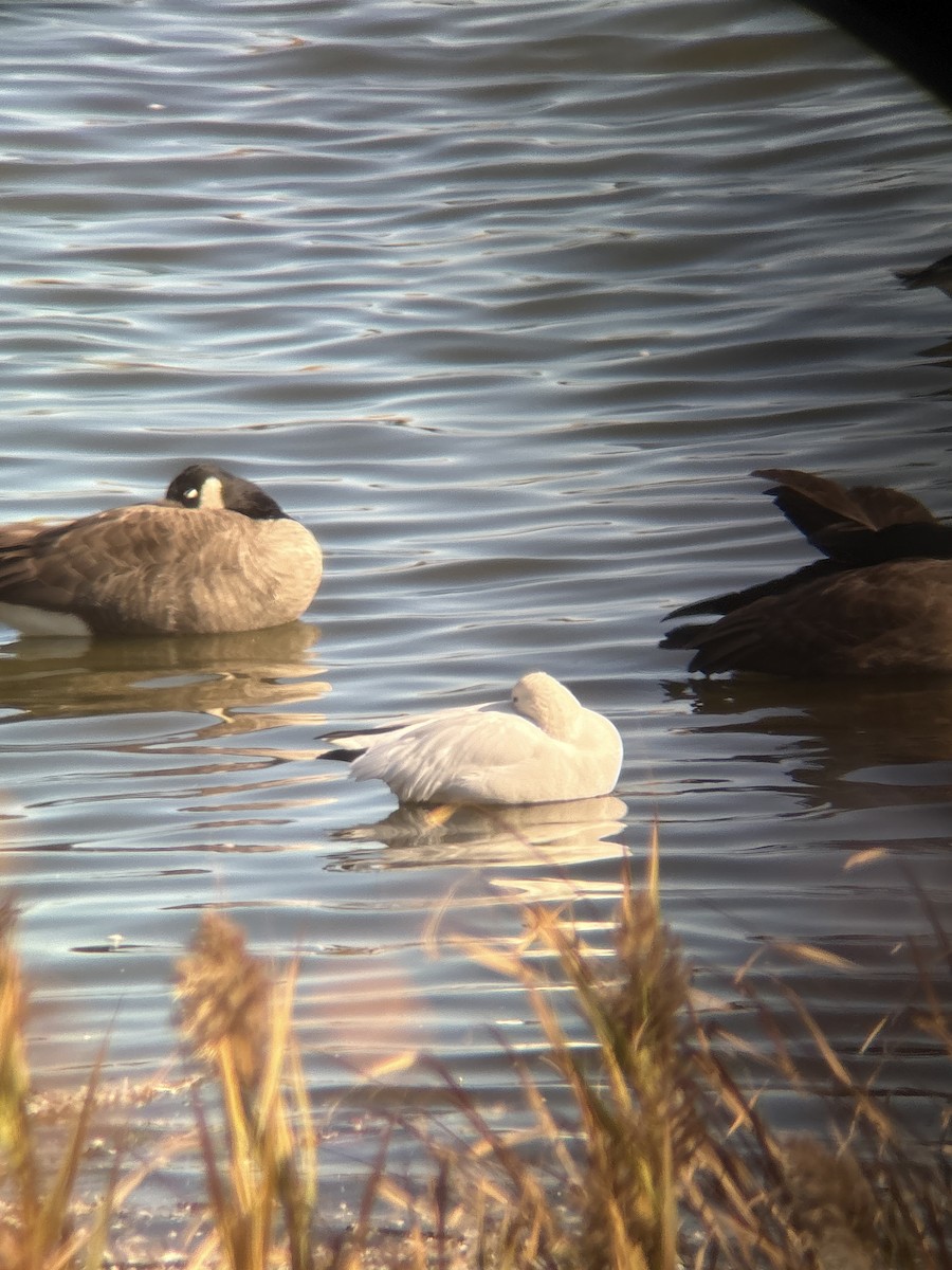 Ross's Goose - ML645160014