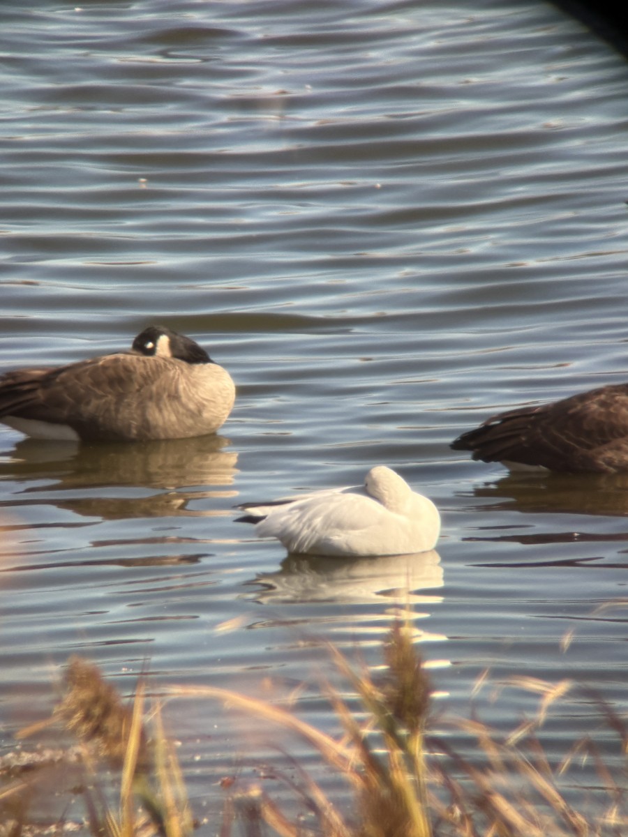 Ross's Goose - ML645160015