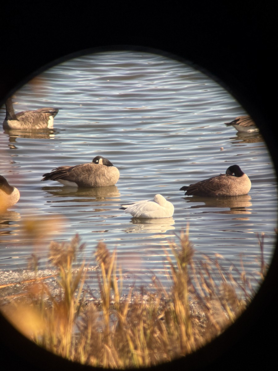 Ross's Goose - ML645160016