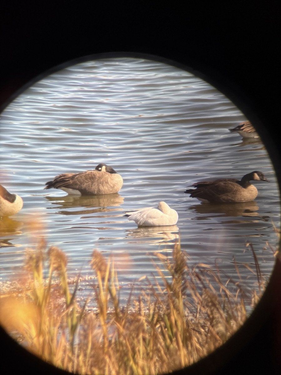 Ross's Goose - ML645160017