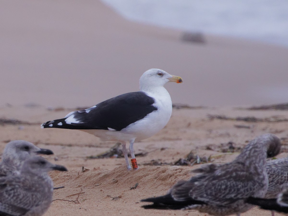 racek mořský - ML645160018