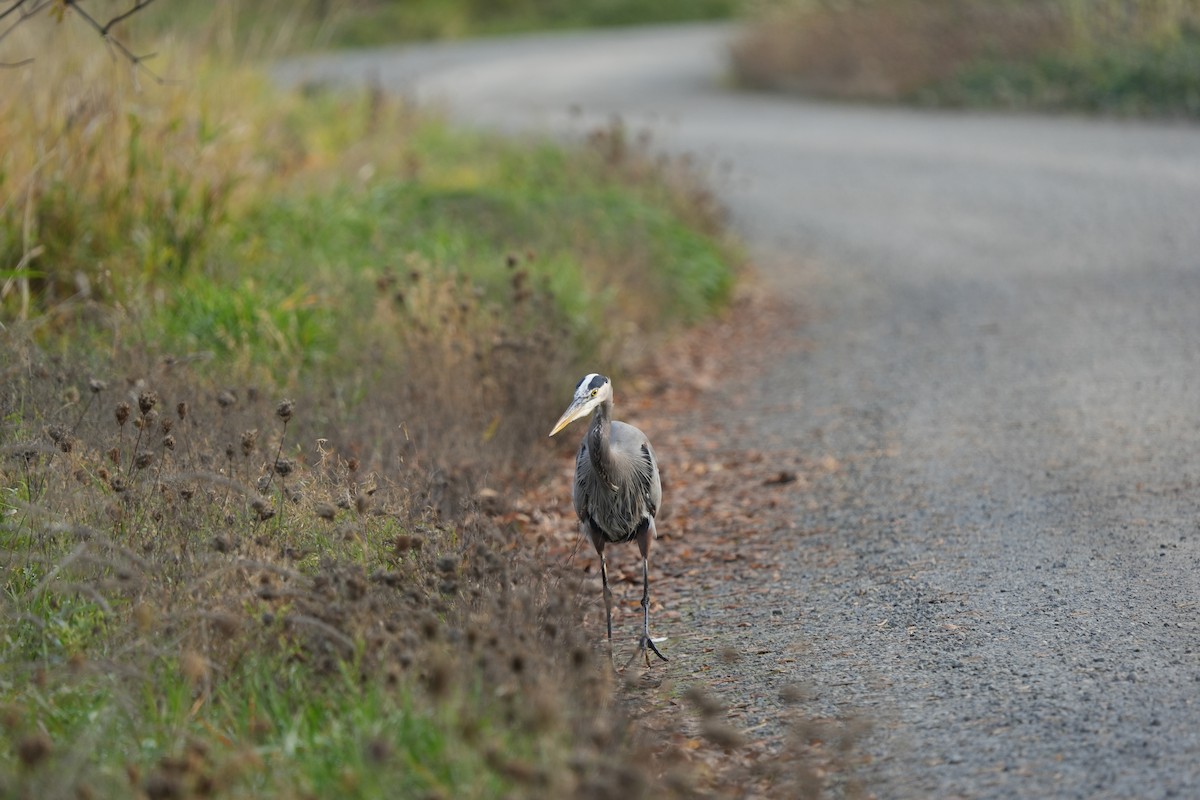 Great Blue Heron - ML645160058