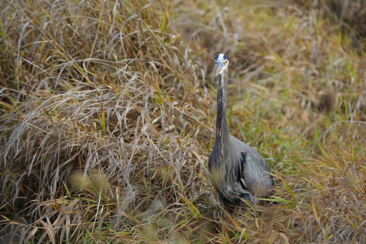 Great Blue Heron - ML645160059