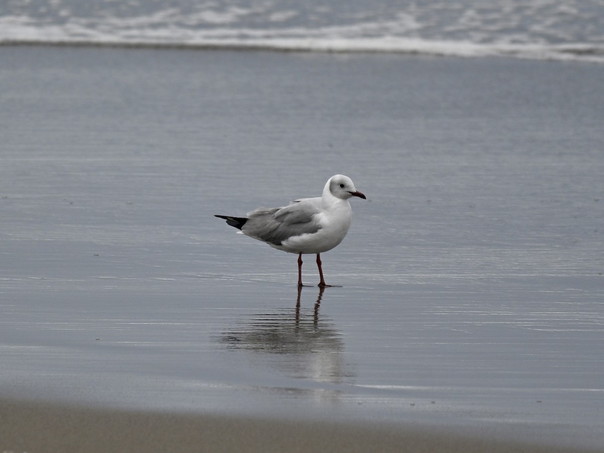 Мартин сіроголовий - ML645160061