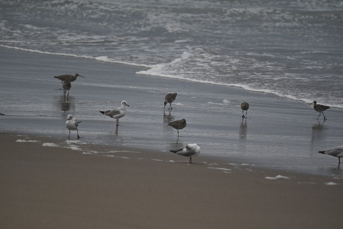 Мартин сіроголовий - ML645160062