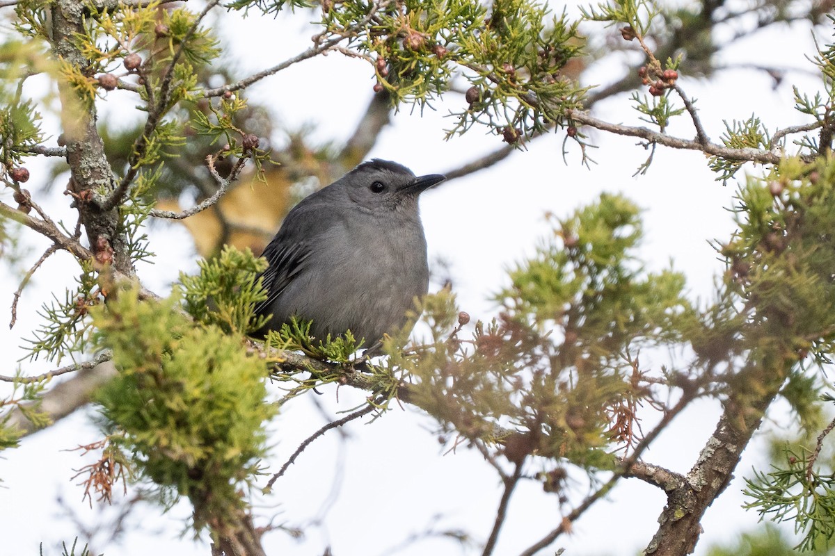 Miaulari grisa - ML645160065