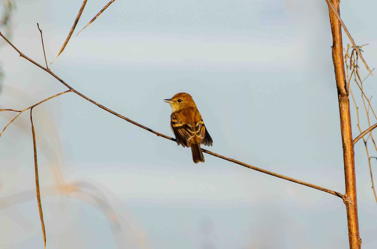 Bran-colored Flycatcher - ML645160066