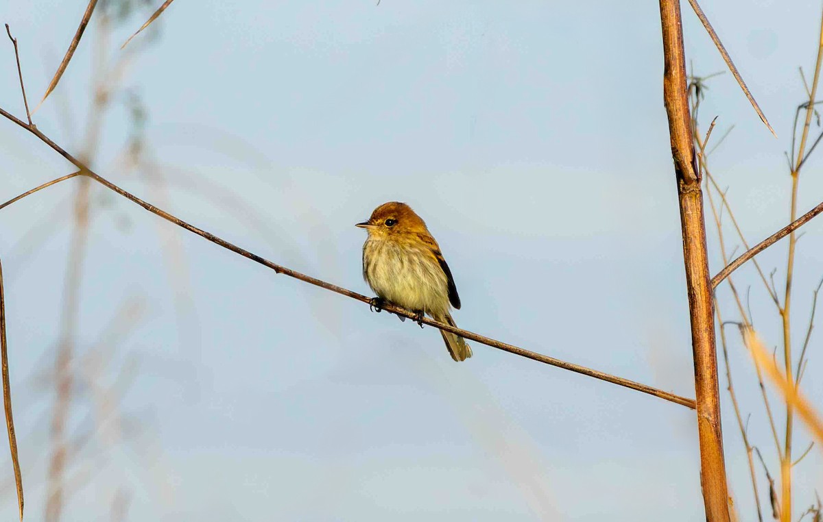 Bran-colored Flycatcher - ML645160067