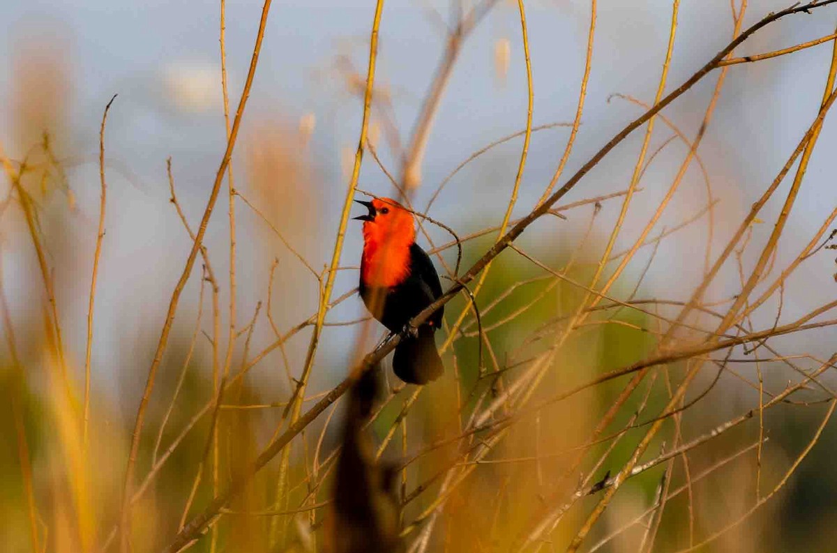 Scarlet-headed Blackbird - ML645160071