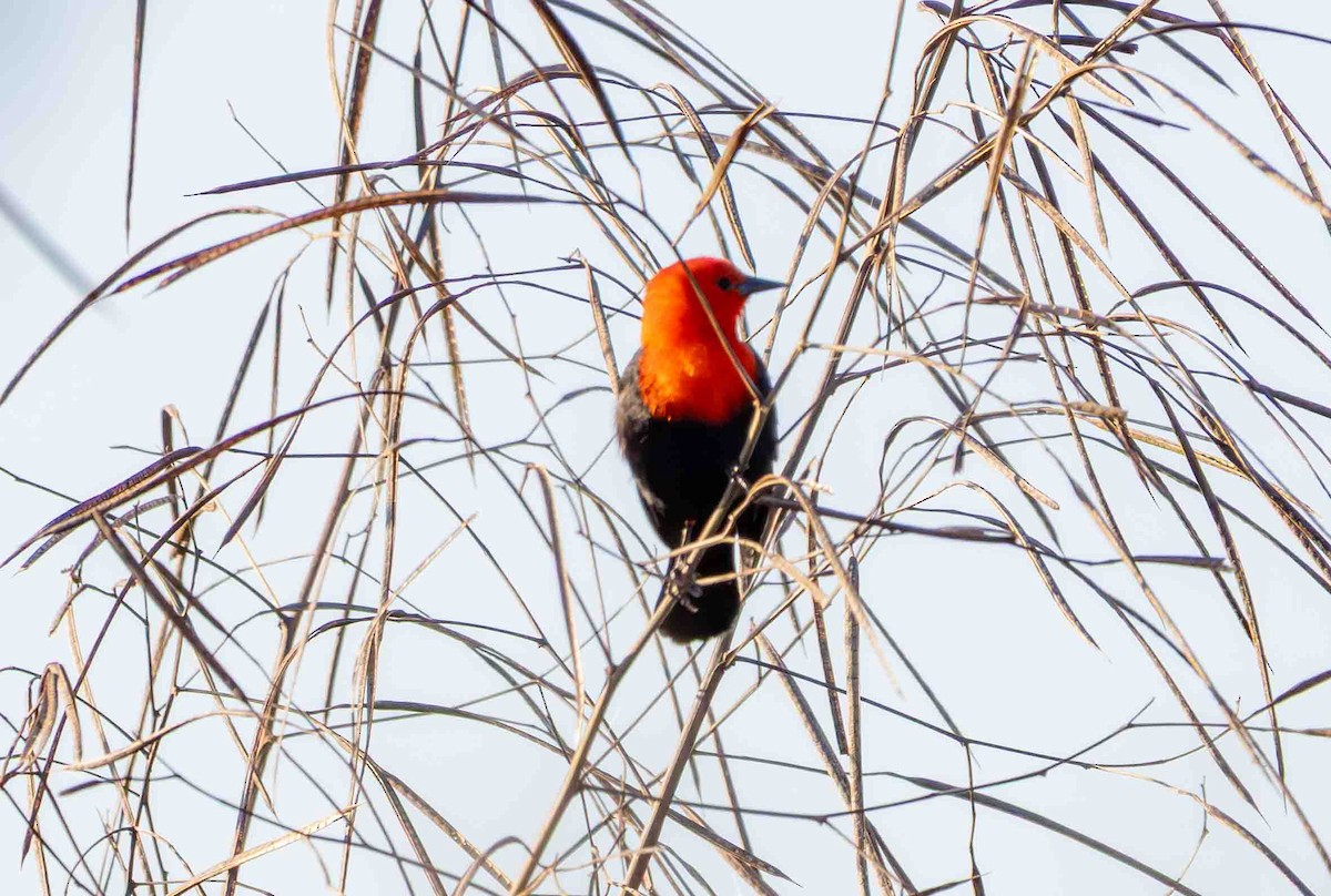 Scarlet-headed Blackbird - ML645160072