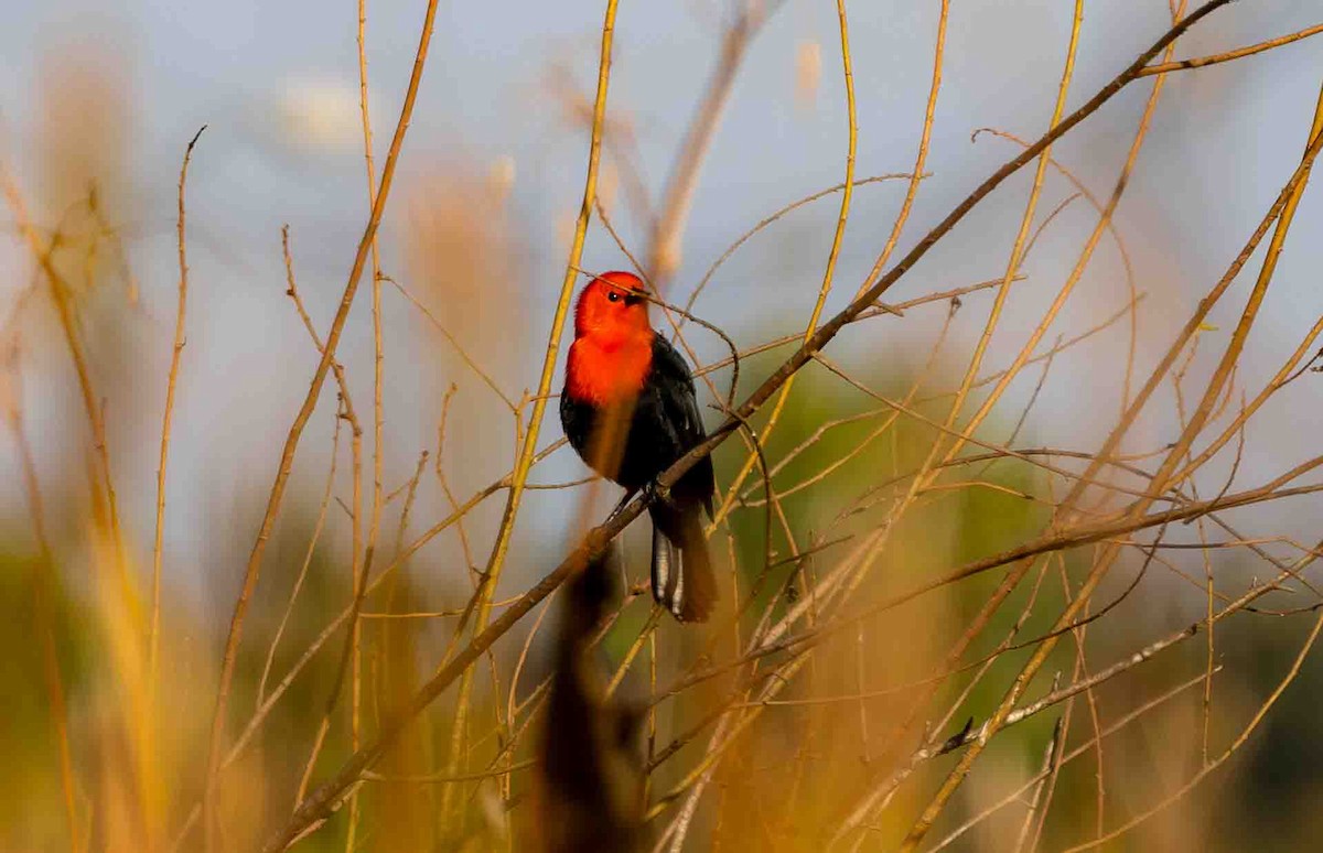 Scarlet-headed Blackbird - ML645160073