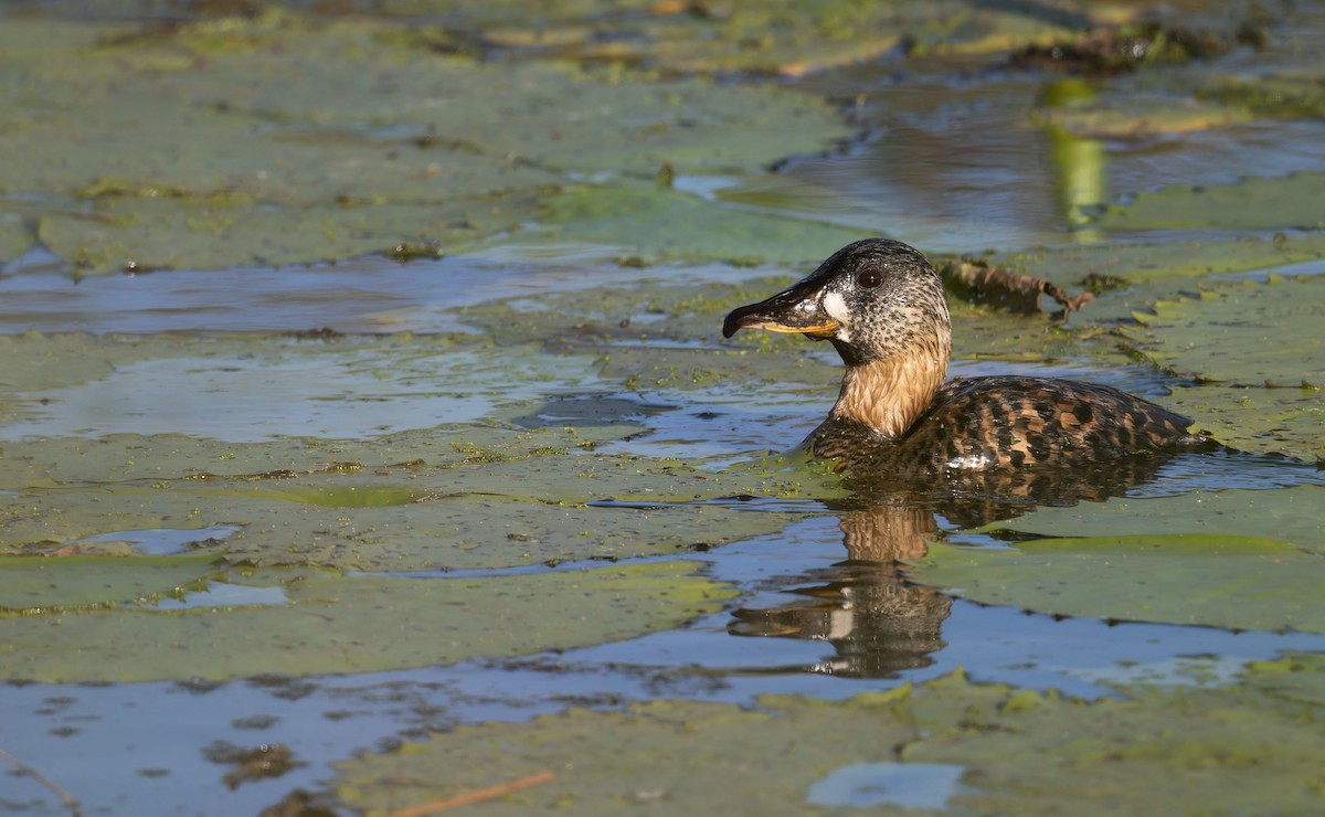 White-backed Duck - ML645160074