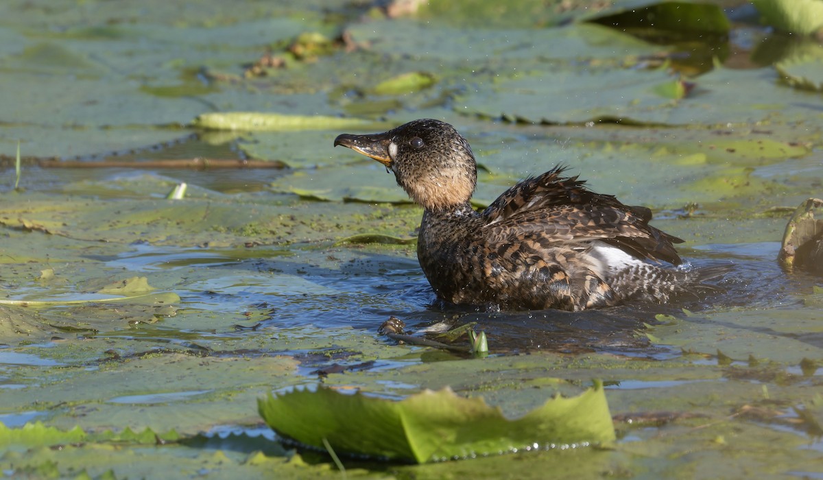 White-backed Duck - ML645160075