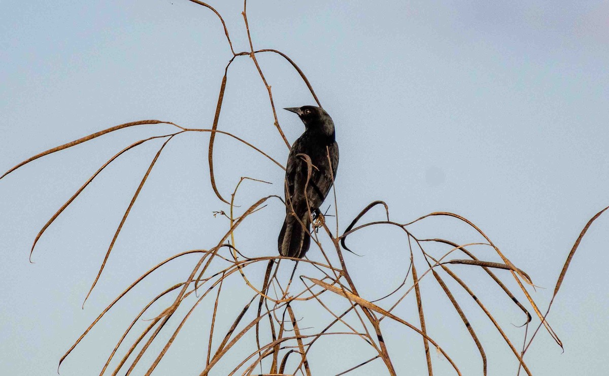 Unicolored Blackbird - ML645160083