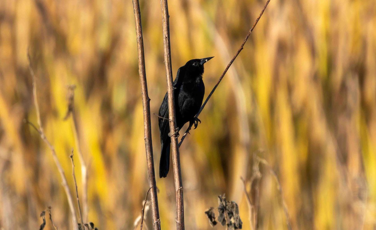 Unicolored Blackbird - ML645160084