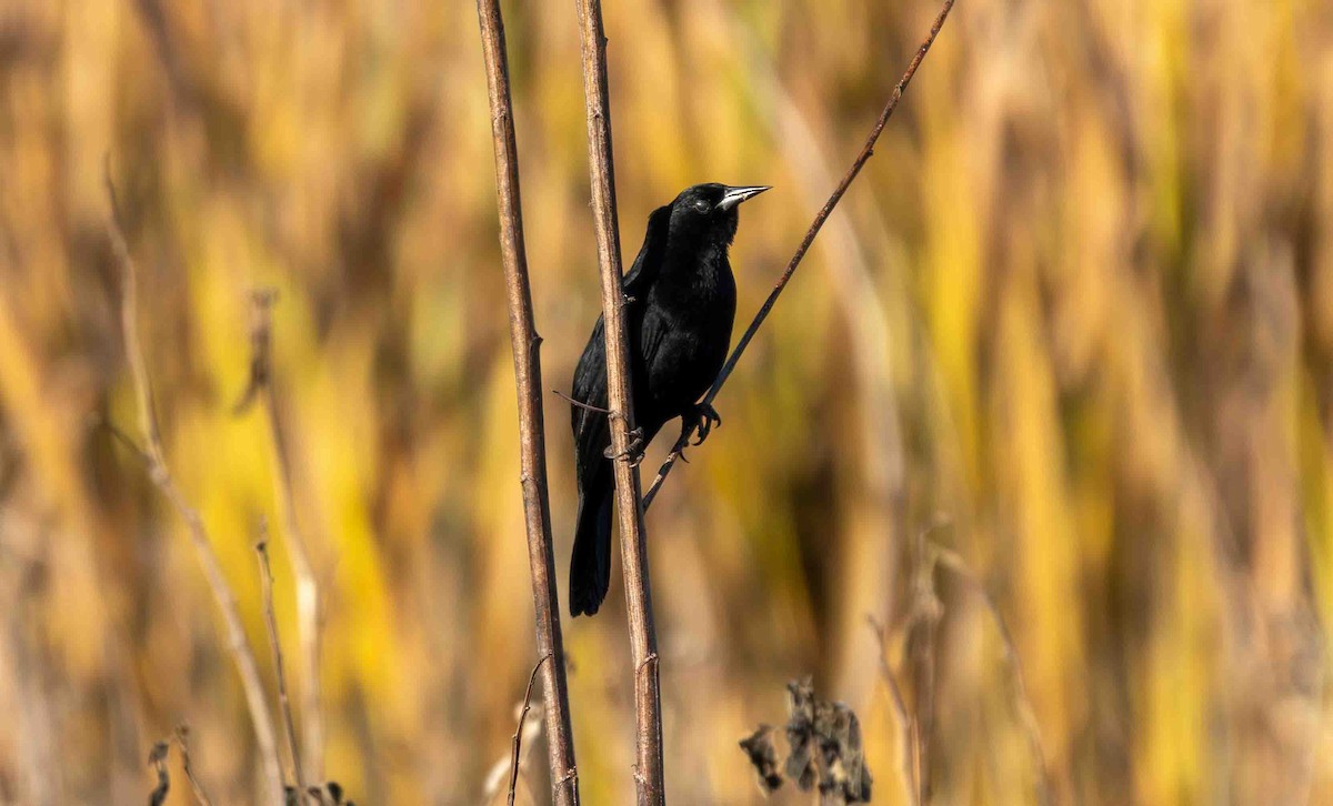 Unicolored Blackbird - ML645160085