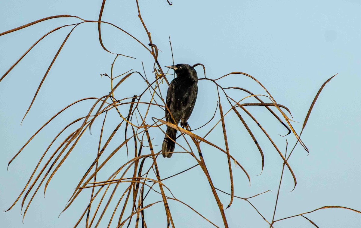 Unicolored Blackbird - ML645160086