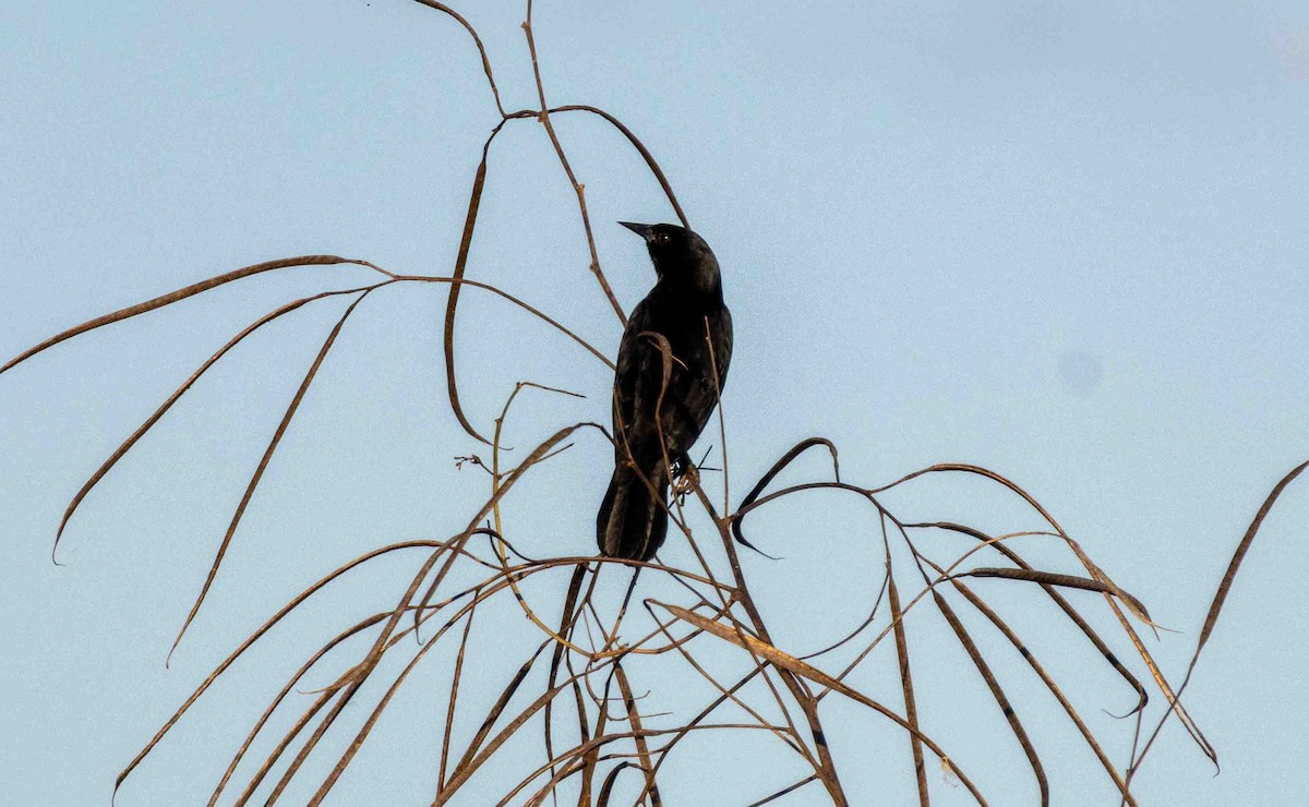 Unicolored Blackbird - ML645160087