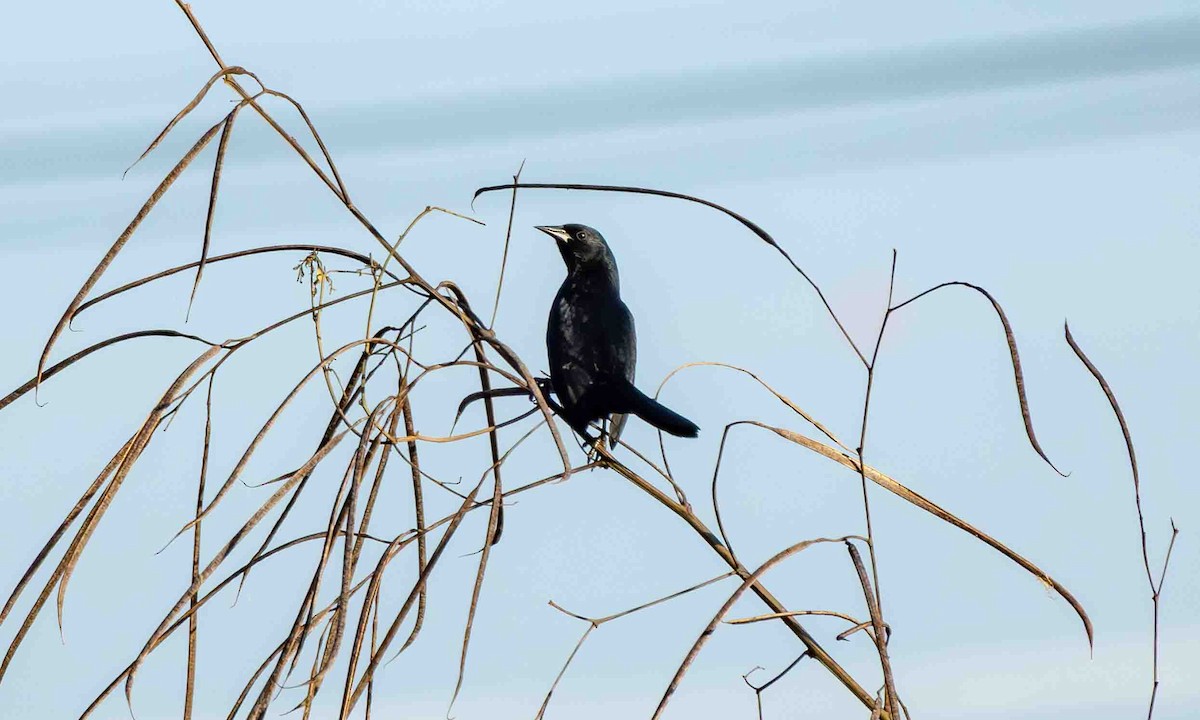 Unicolored Blackbird - ML645160088