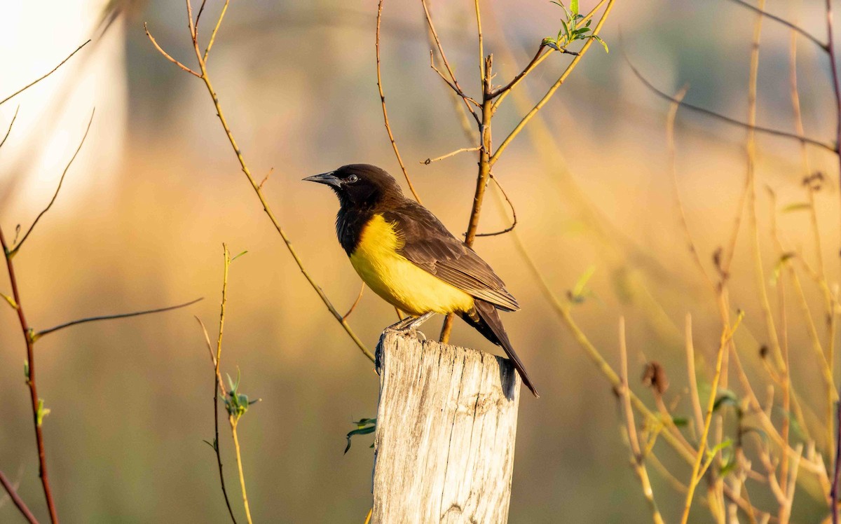 Yellow-rumped Marshbird - ML645160090