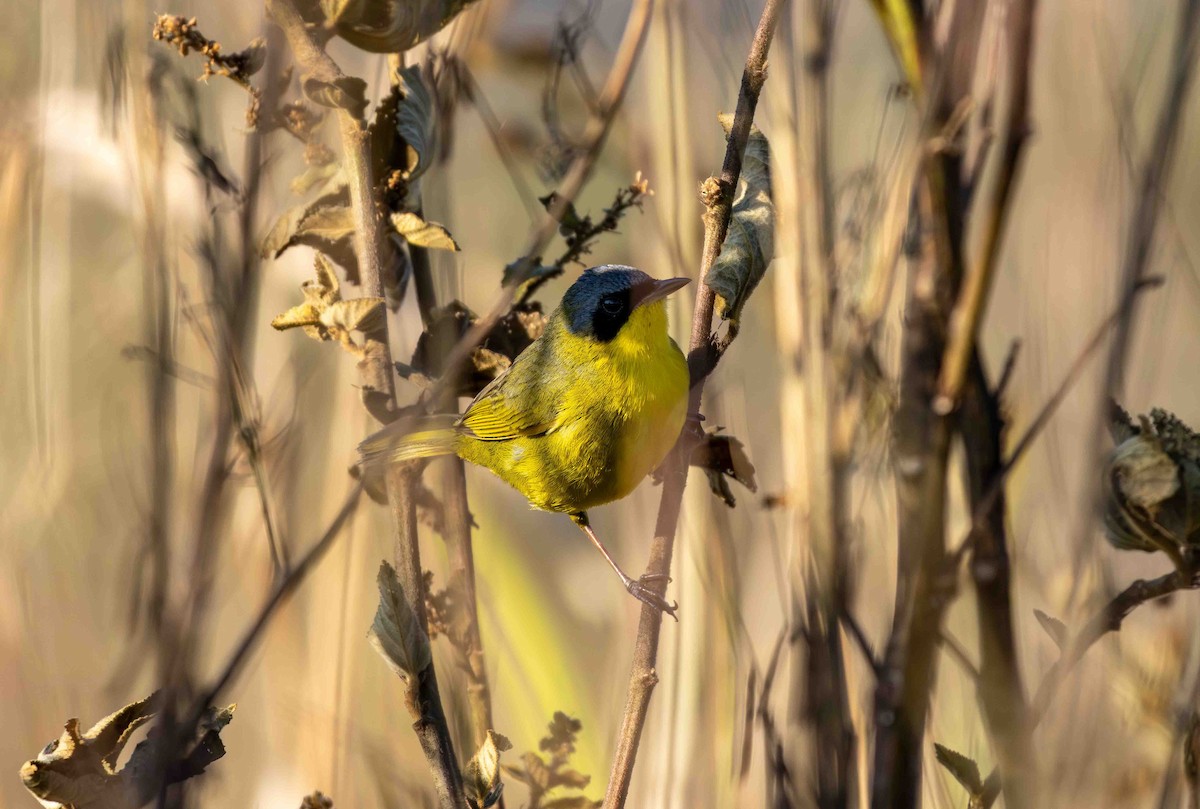 Southern Yellowthroat - ML645160094